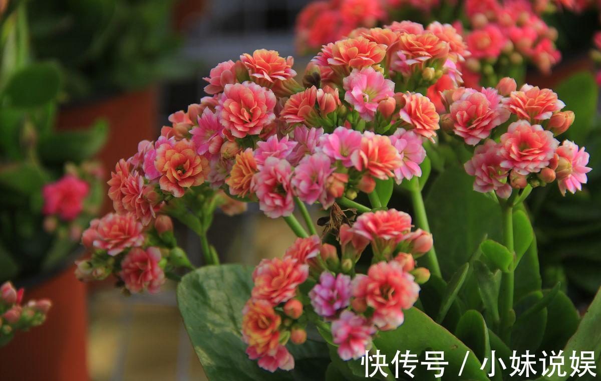 喜欢在家中养护漂亮的花卉,就选择花色绚丽,多姿耀眼的3种花卉