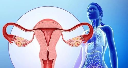 子宫肌瘤的“冤家”来了，女人生活中可劲吃，保养子宫更健康！