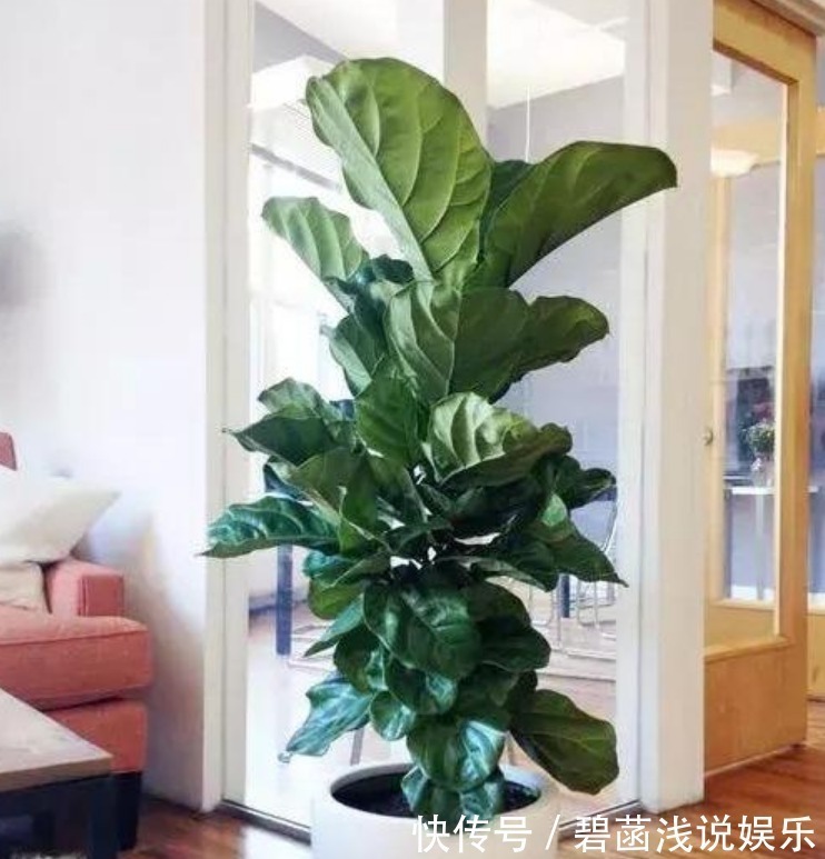 吊兰吊兰|人养花,花也养人,3种花养家里,专吸甲醛、二手烟,懒人最爱