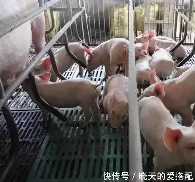 仔猪|如何让仔猪顺利渡过断奶关?