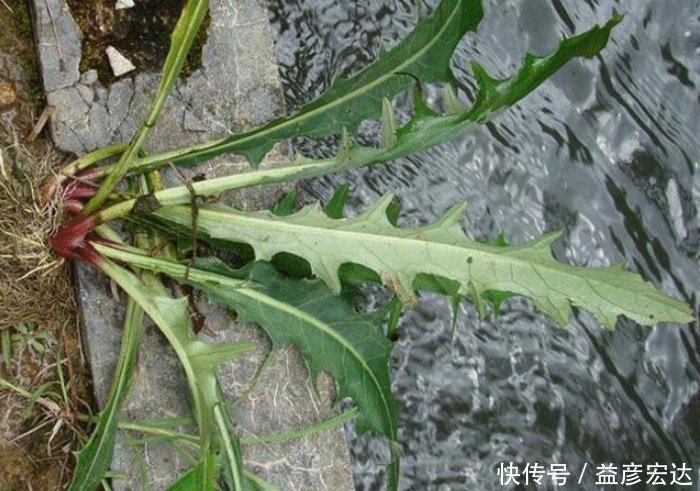 刺儿菜|农村这种野菜,若见到请带回家,是治肝炎良药,泡茶喝更长寿