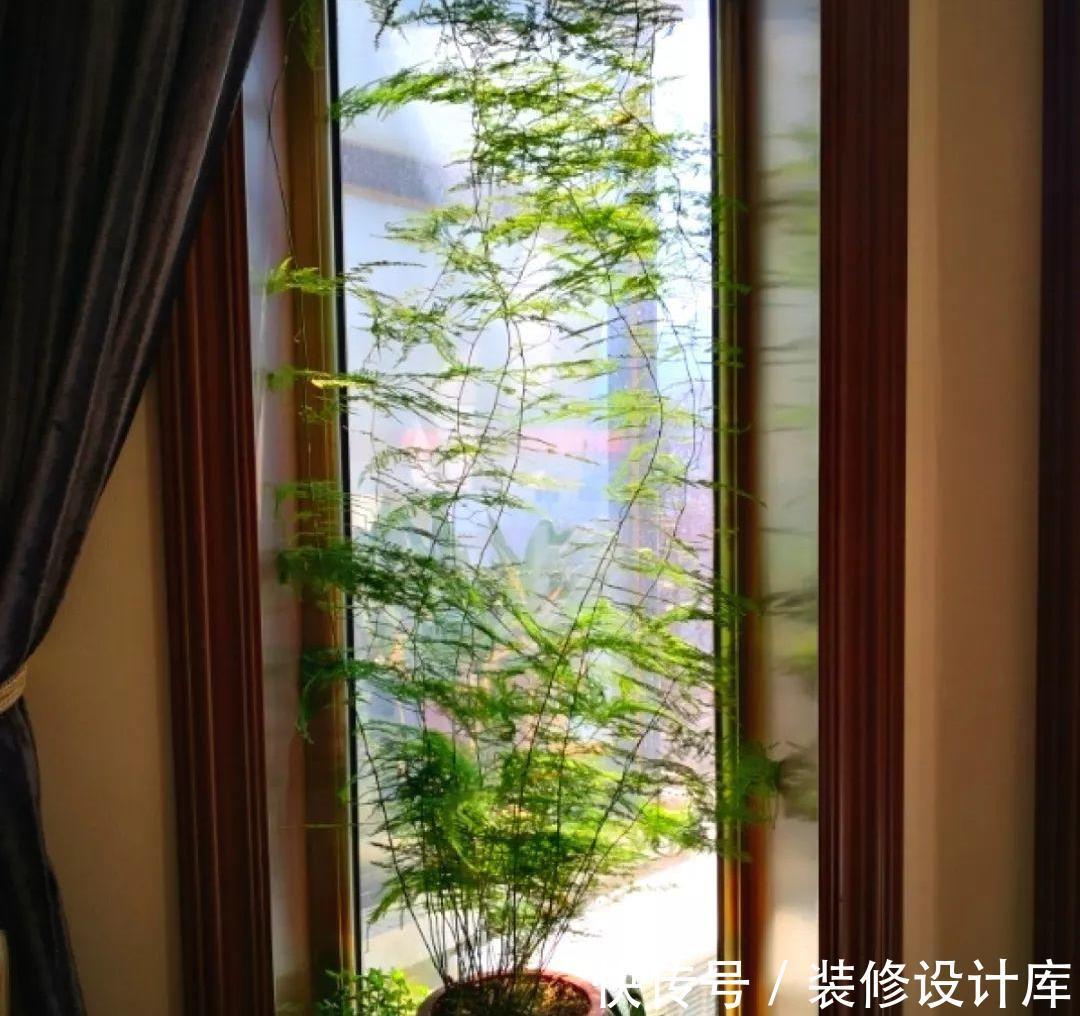 茉莉花|6种“漂亮花”,长了就狠剪,舍不得剪害处大,耽误一年开花量