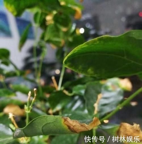 腐烂|茉莉花叶片焦枯,有2种“病因”,避开养护,生长不断,开花爆盆