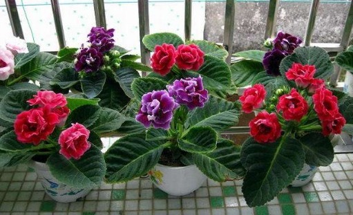 养盆大岩桐,养护记住以下3个小技巧,长得旺,轻松一盆变多盆