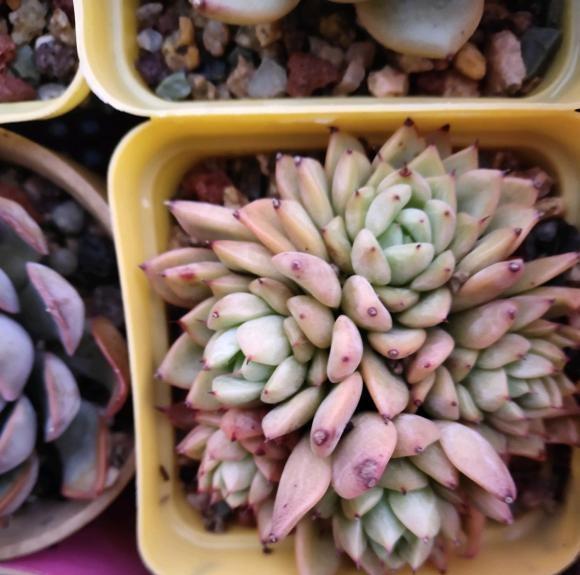 多肉|光照跟温度是两个概念,多肉需要的是光照,单有温度是不够的