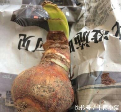 开花|朱顶红开花之后,一个“小动作”,又开一茬花,花大色艳特别美