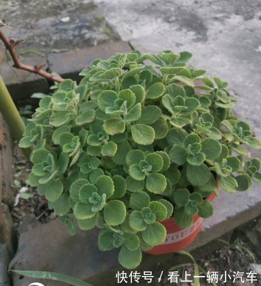 养花不会施肥,花又小又弱,17种花卉的施肥方法,赶紧收藏