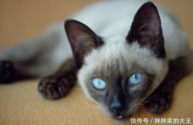 你家猫健谈吗 话痨 猫和 沉默 猫的3个区别 暹罗猫很健谈 天合乐学帮助家长发现孩子的更多可能