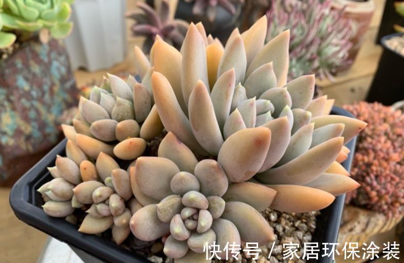 推荐5款“女王”多肉,每一种都好看,皮实好养,总有一款适合你