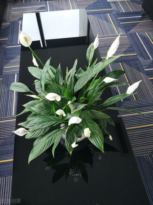 卫生间细菌多？空气质量不好？这8种盆栽养一盆试试！