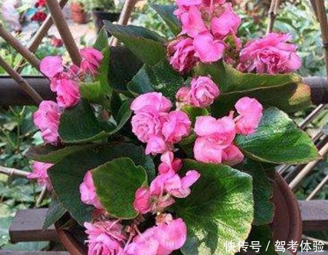 家里养2种花,可以常年开花,美观又漂亮!