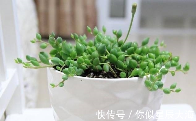 多肉|室内的“3种耐阴多肉”,光线不强也能养爆盆,朋友看到都夸漂亮
