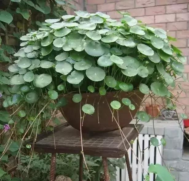 喝水|7种花,夏天太能“喝水”,一天浇一遍,10天爆满花