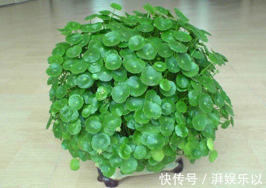 花农透露3种植物白送也别要,在家养容易给自己招麻烦