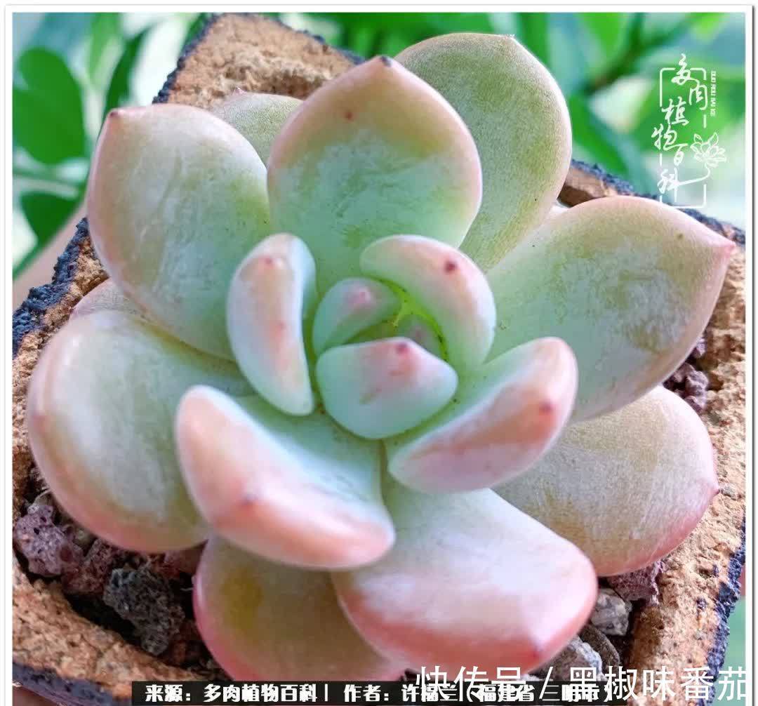 尖尖|养多肉两年,美丽与赏心悦目并存!