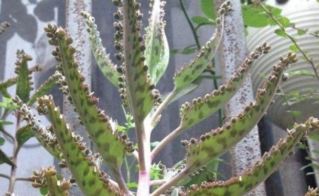 氧气|此物家里养它不吉利,屋外置养益处多,值得一看