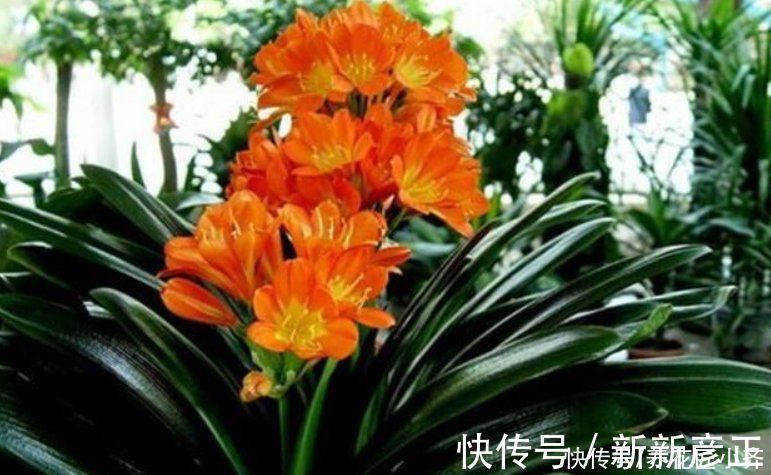 肥料|君子兰花箭“夹住了”,只需简单四步,让花杆快速长高,正常开花