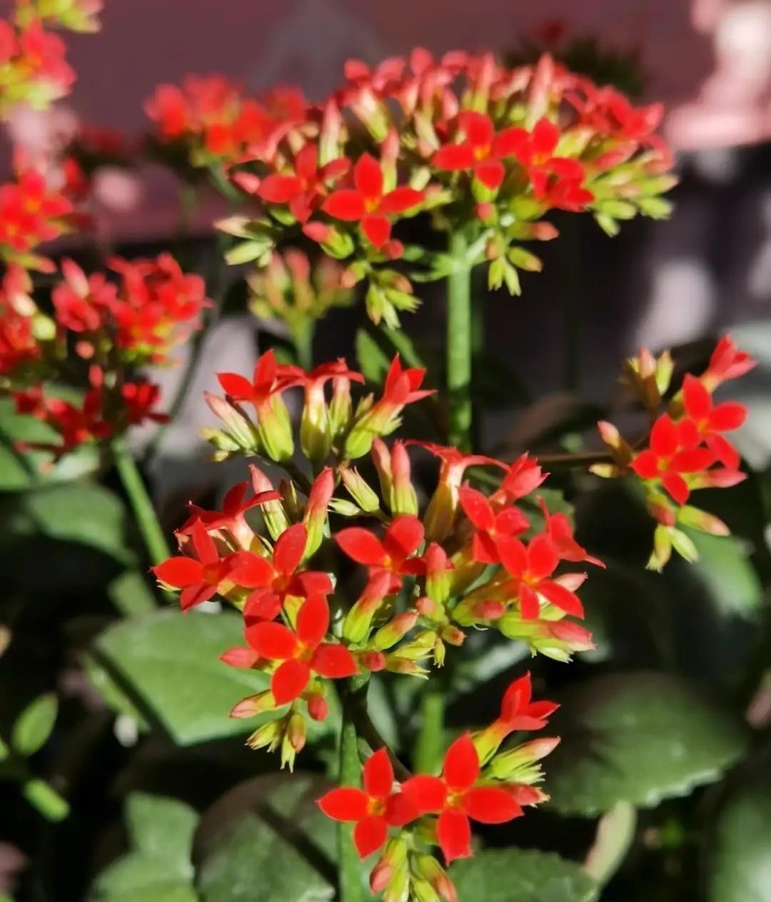 养了很多年的长寿花,它叫什么名字?