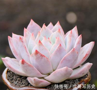 新手养多肉常犯的4个错,难怪肉肉长不好,你中了几条?