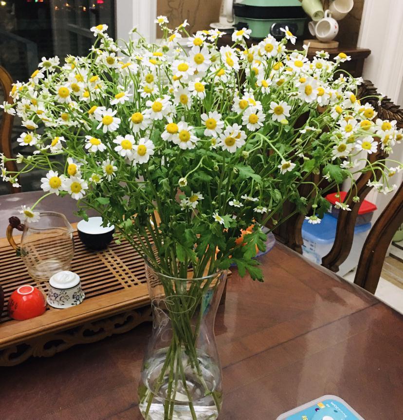 养花和性格息息相关,你是什么性格,就喜欢养什么花,你同意吗