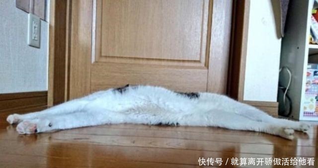 艺术家创造有趣的动物雕塑,你觉得哪个最搞笑