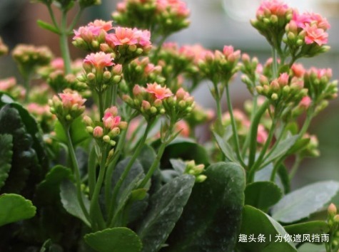 家养长寿花总是难开花做好这几个小细节,轻松花开爆满盆