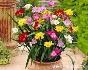 这花一开,“七彩仙女”下凡间,还能治蛇毒!绿萝吊兰“土掉渣”!