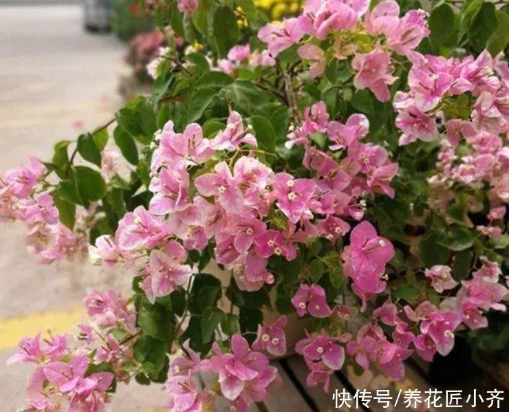 碱性|7种花如果不生长，米醋每月浇一“壶”，恢复生长，叶子绿油油