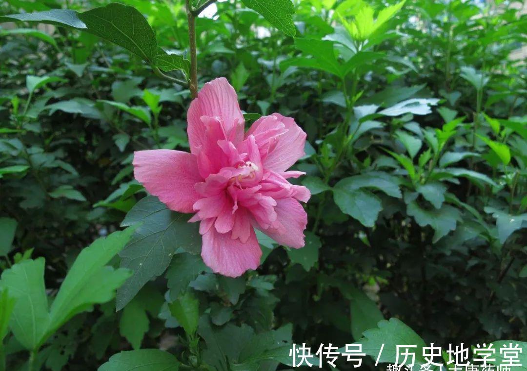 疥癣|一朵让人又惊又喜的木槿花!全身都是宝,10大功效,受益无穷!