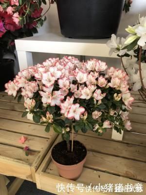 君子兰|公认“难养”的4种花,80的花友表示“养不满1年,再也不想养”
