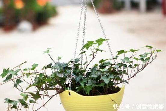常春藤除|常春藤还不会养?注意5点就够了