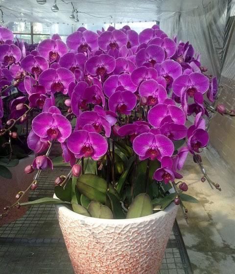  水苔|蝴蝶兰也能在家养护了，好方法你都用得上