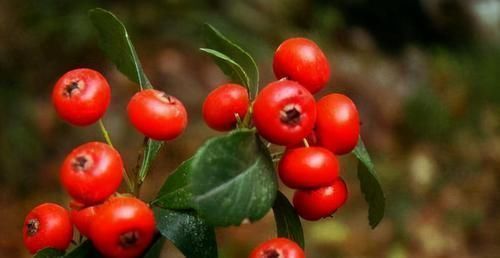 滋补身体|女性要想身体好,坚持吃以下食物,润肠通便,排毒养颜,滋补身体