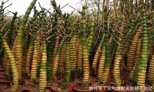 家庭盆栽''佛肚竹“，以其秆短小畸形，状如佛肚闻名，观赏性强！