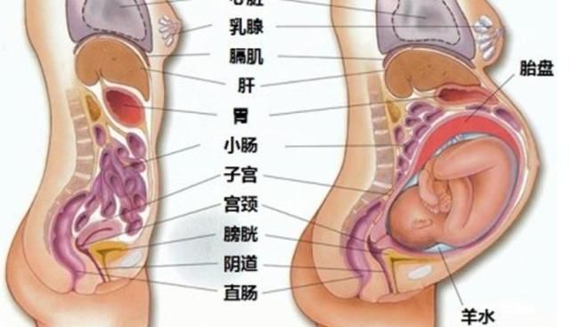 怀孕|怀孕后，孕妇的内脏都去哪儿了？