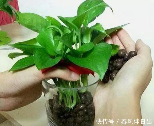 聪明人客厅养花,首选“6种”盆栽,好养好看,家人身体越来越好