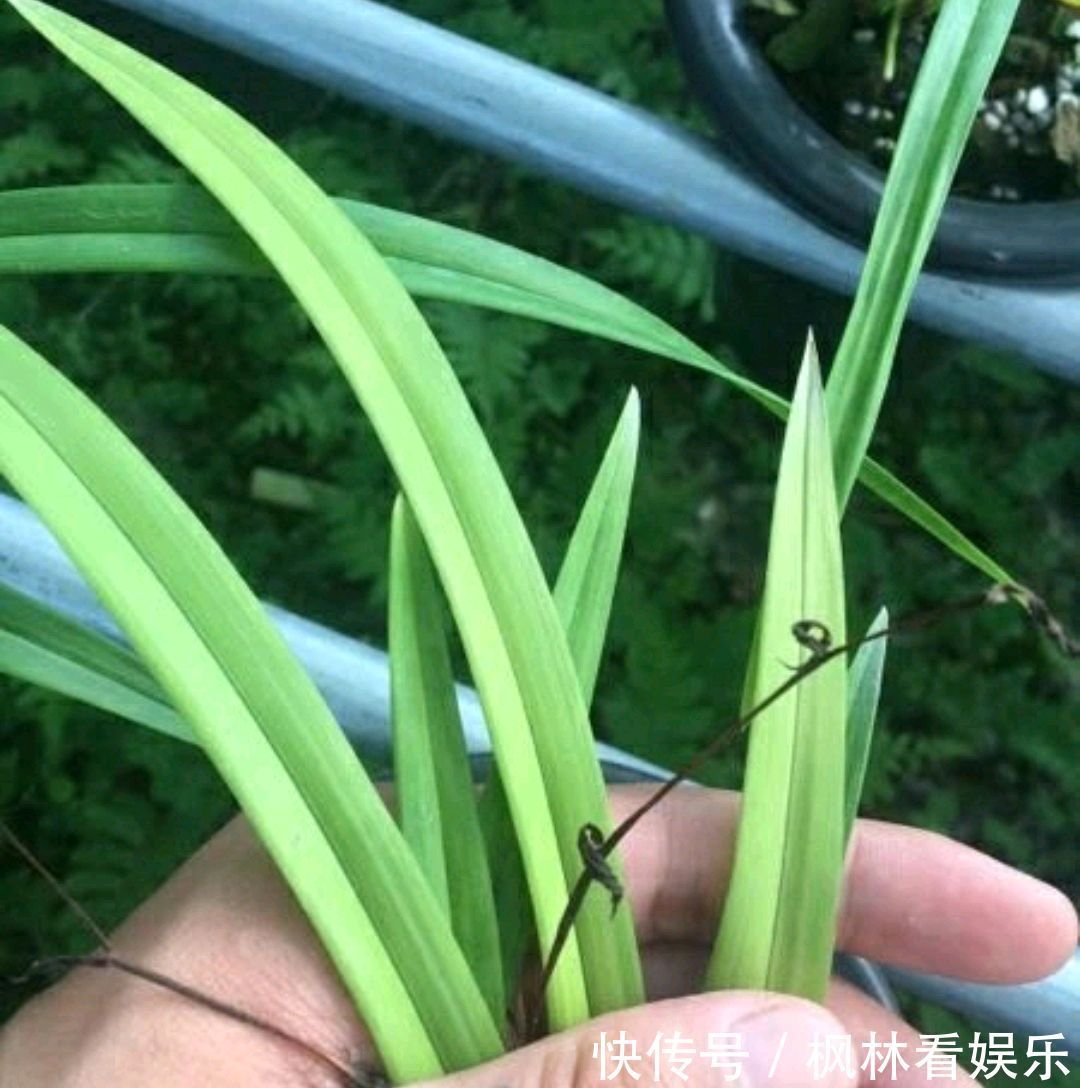 兰花|花300块买的建兰夏皇梅开花了，虽然只有一箭，不过好美好香哦