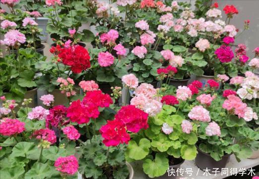 肥料|养花“杀手”的5个坏习惯,看你中了几个?怪不得你养不好花