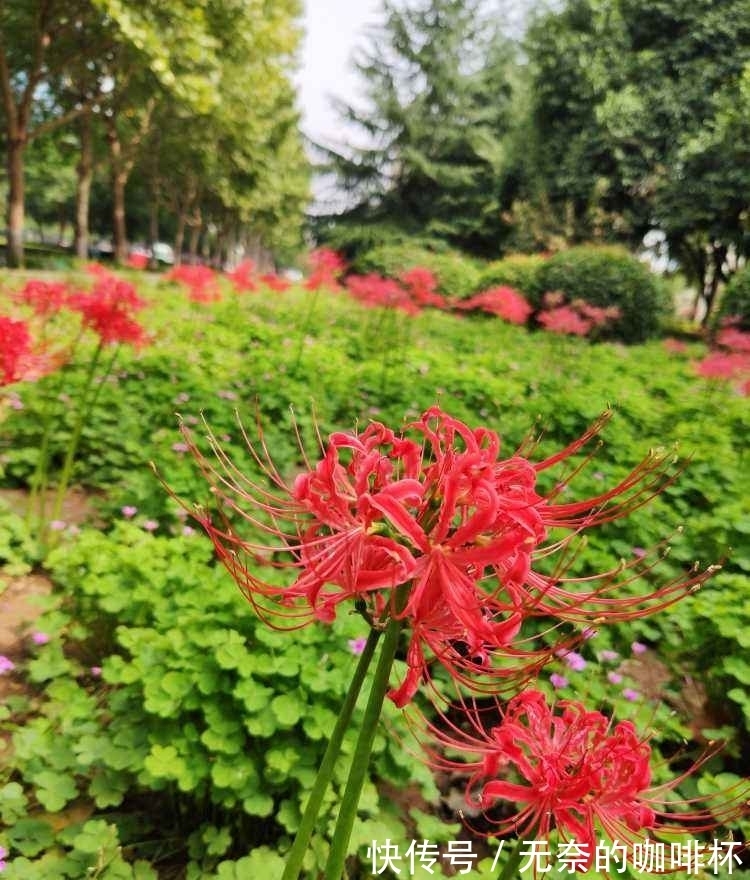菊花|平日里送花,不要送碗莲,有人会忌讳