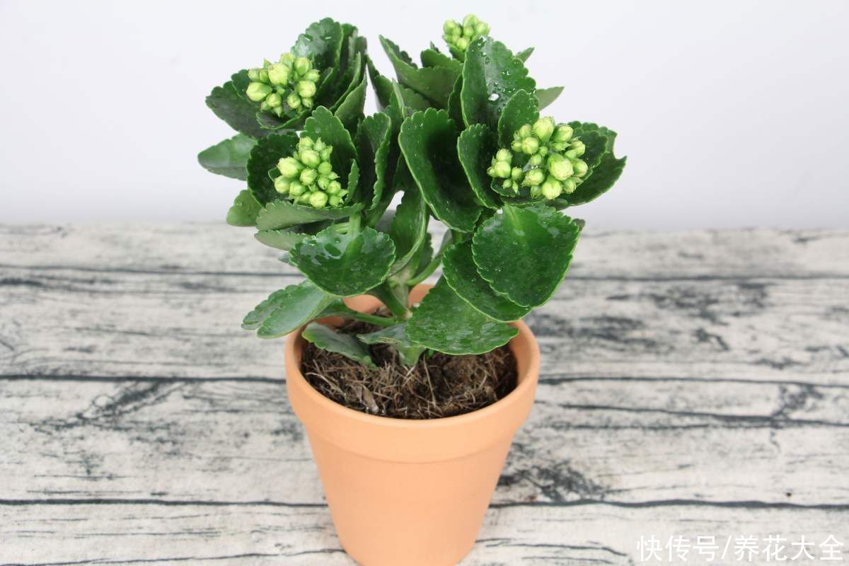 新买来的花，一上来就晒，花苞全掉光