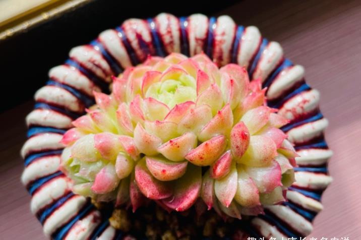 冬美人|还记得你养的第一盆多肉吗?是不是第一次看到多肉就爱上了它们?