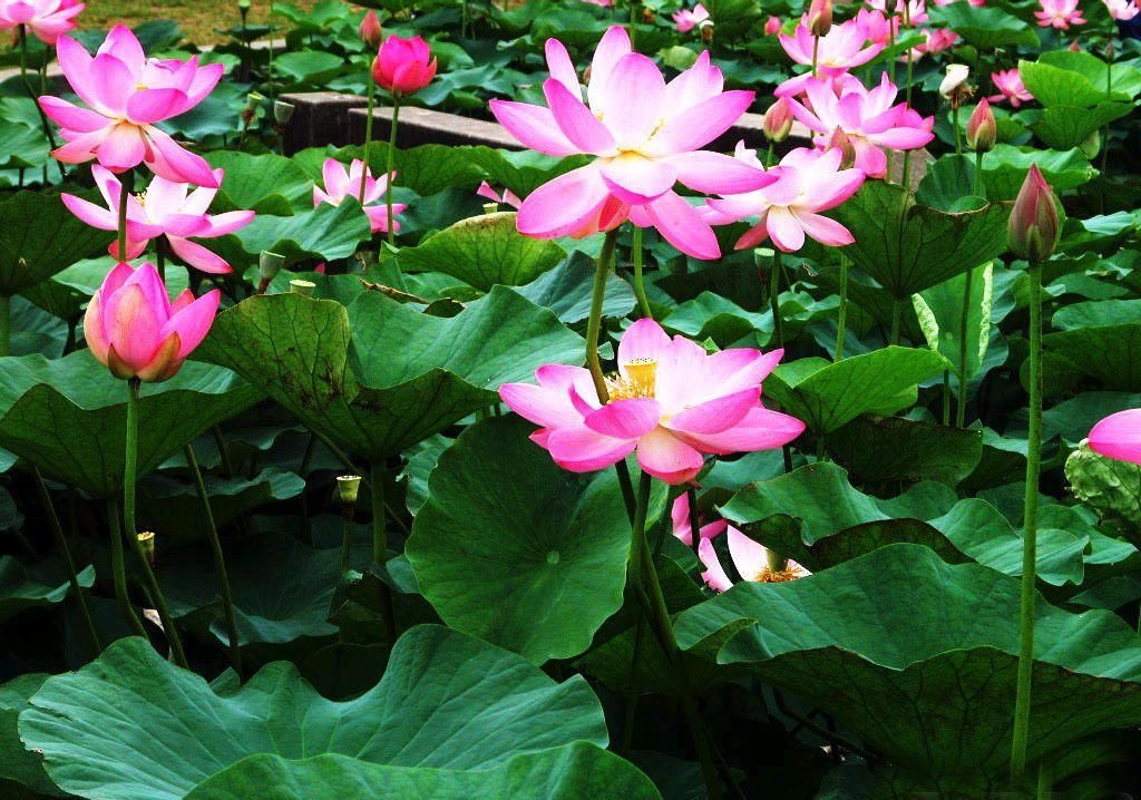  懂得|真正“福报深厚”的人，都懂得这3条“天规”，好运接踵而来！