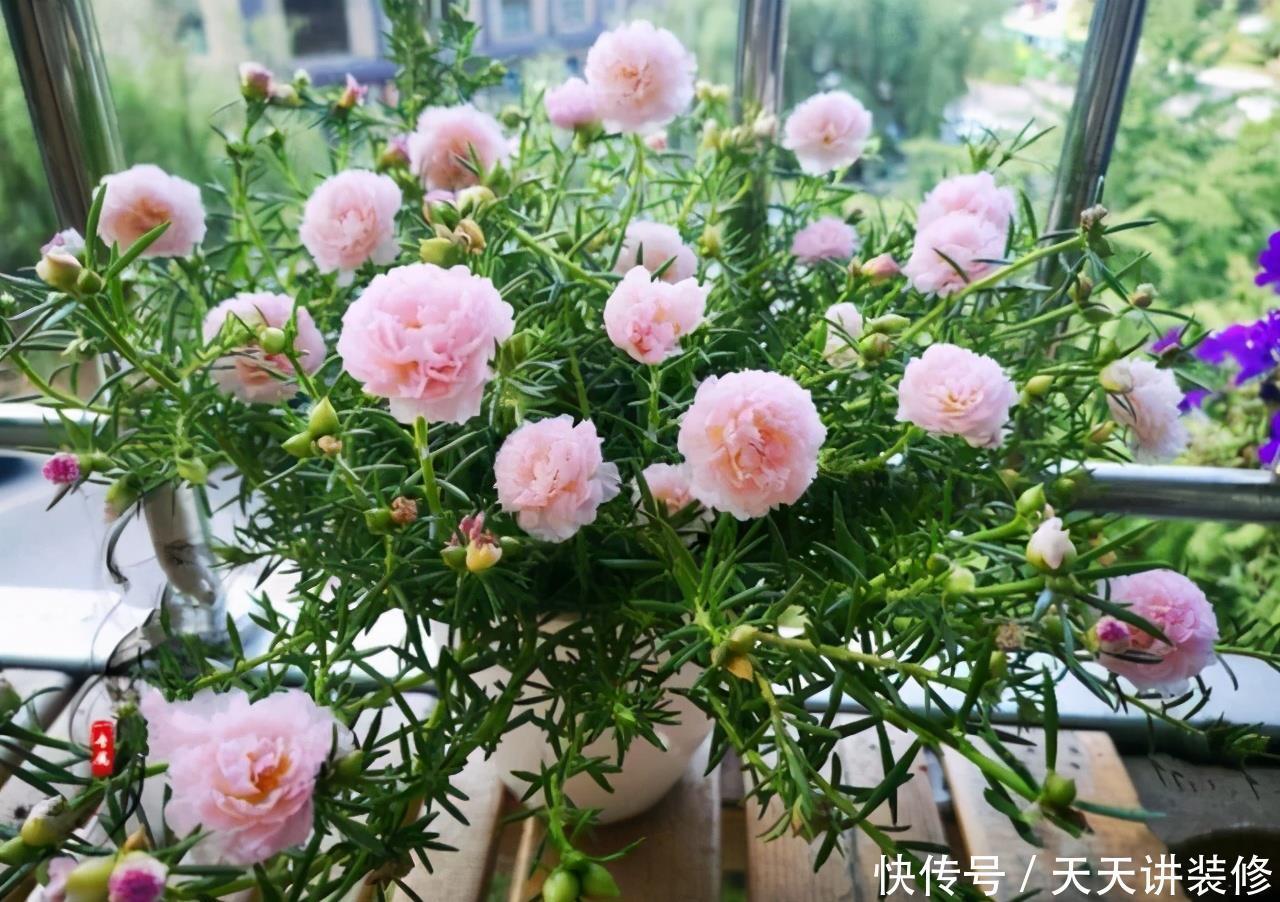 侧芽|5种花,夏天要“狠修剪”,剪的越多,花枝越多,好度夏