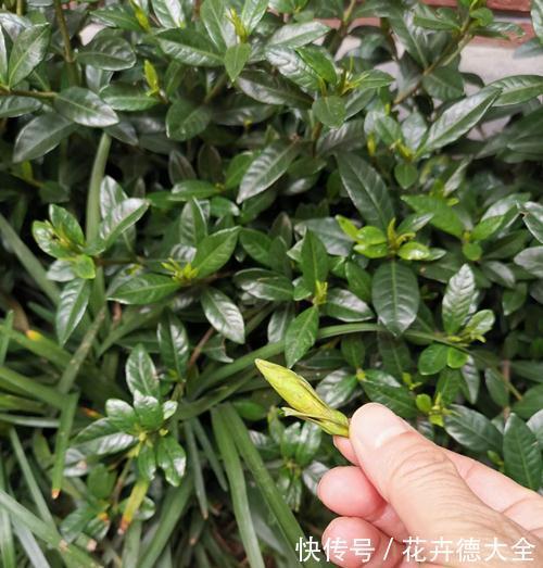 栀子花掉花苞,上盆后不发新叶,嫩叶出问题是怎么回事,怎么救