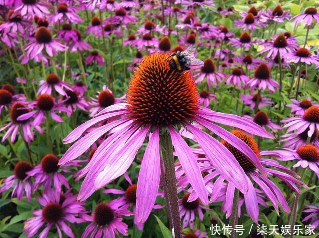 花镜|7种菊花被称为菊花中的西施，开花娇艳，蜂来蝶往，美丽折服行人