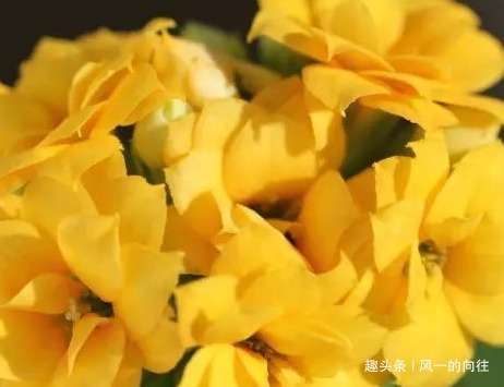 长寿花喂点这些垃圾,既实用又省花肥,轻松爆盆拦不住