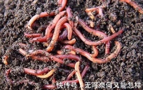 为什么鱼喜欢吃蚯蚓？蚯蚓不生活在水中，为何能让鱼如此着迷？