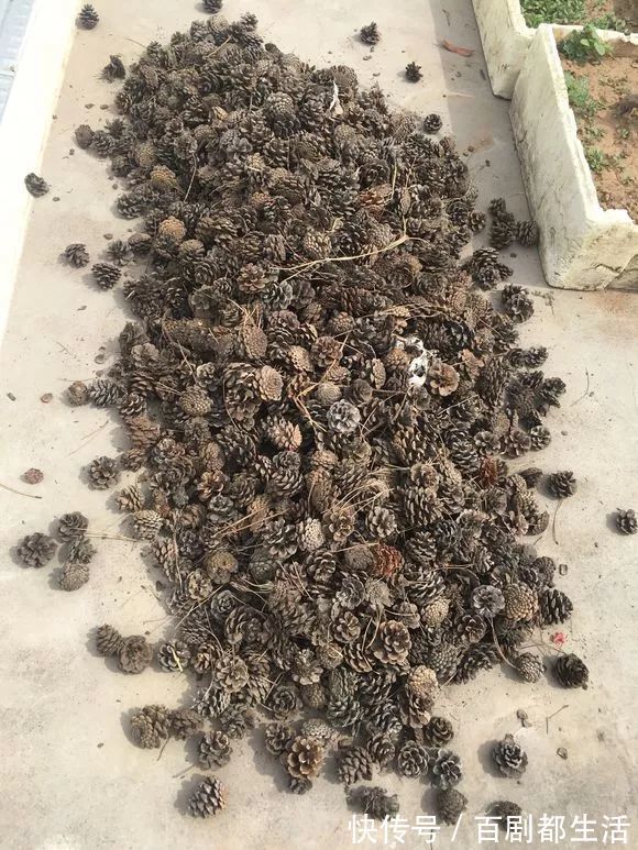 养花必备“排水物”,解决养花人的大难题!