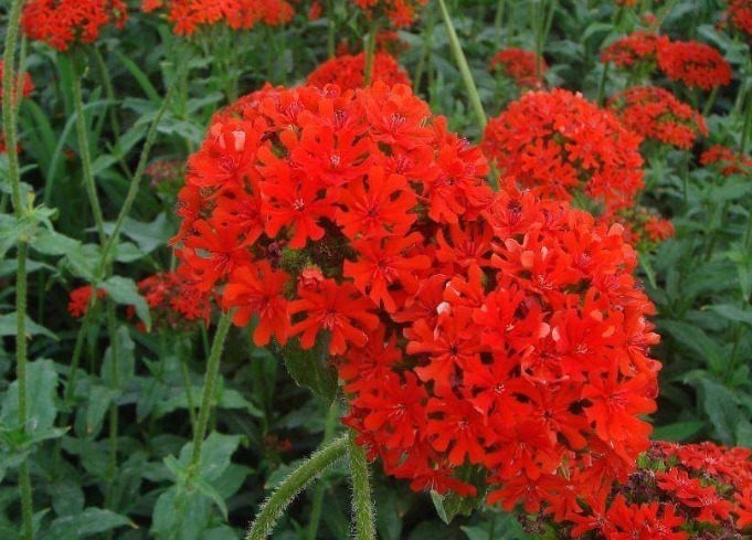 此花鲜艳而优雅,在阳光的照耀下显得更加显眼夺目,象征孤独的美