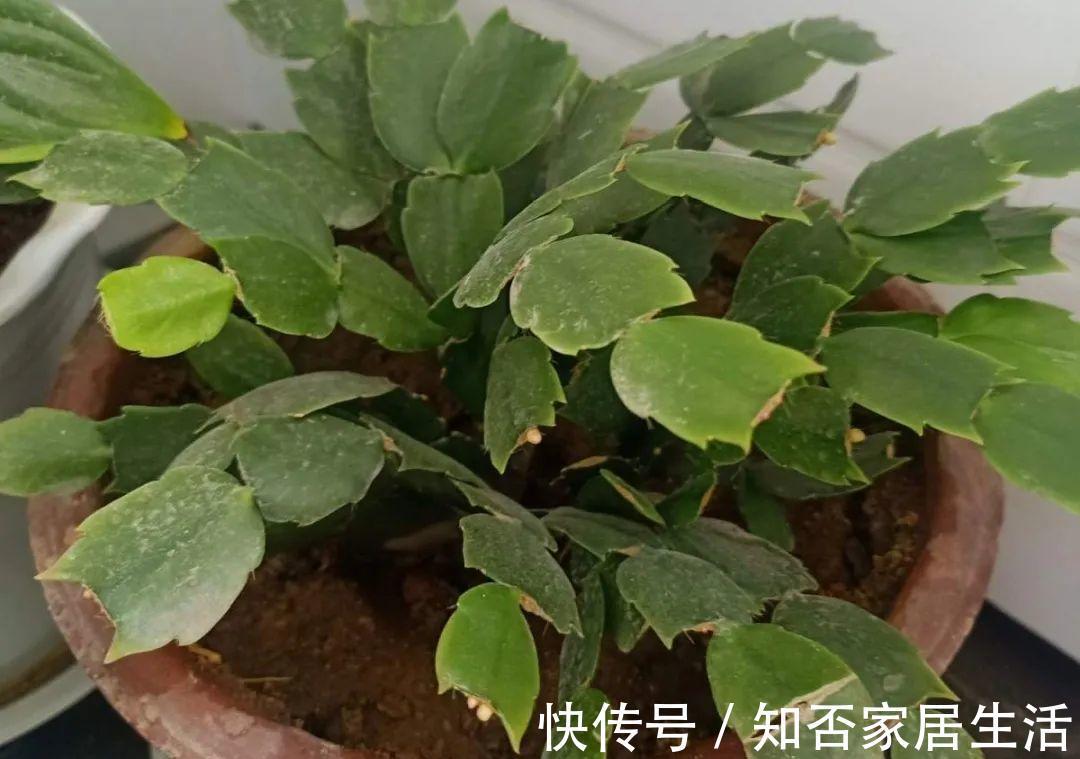 花苞|天热了,20种花最怕浇水,浇得越多,死得越快!